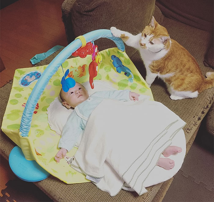 Cat Babysitting A Baby