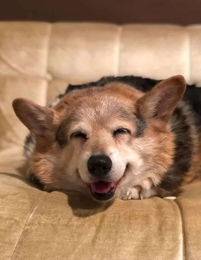 Here’s A Smile From Sadie The 15 Yr Old Corgi