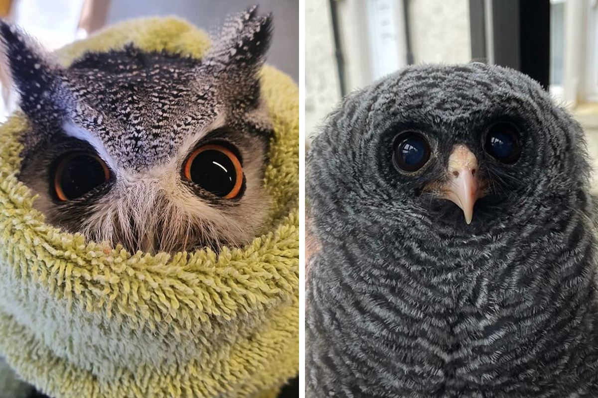 very cute real owls