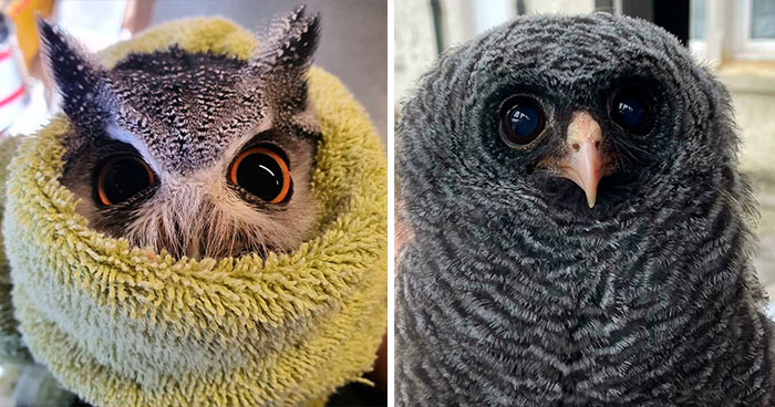 120 Cute Owl Pictures That Highlight The Beauty Of These Nocturnal Creatures