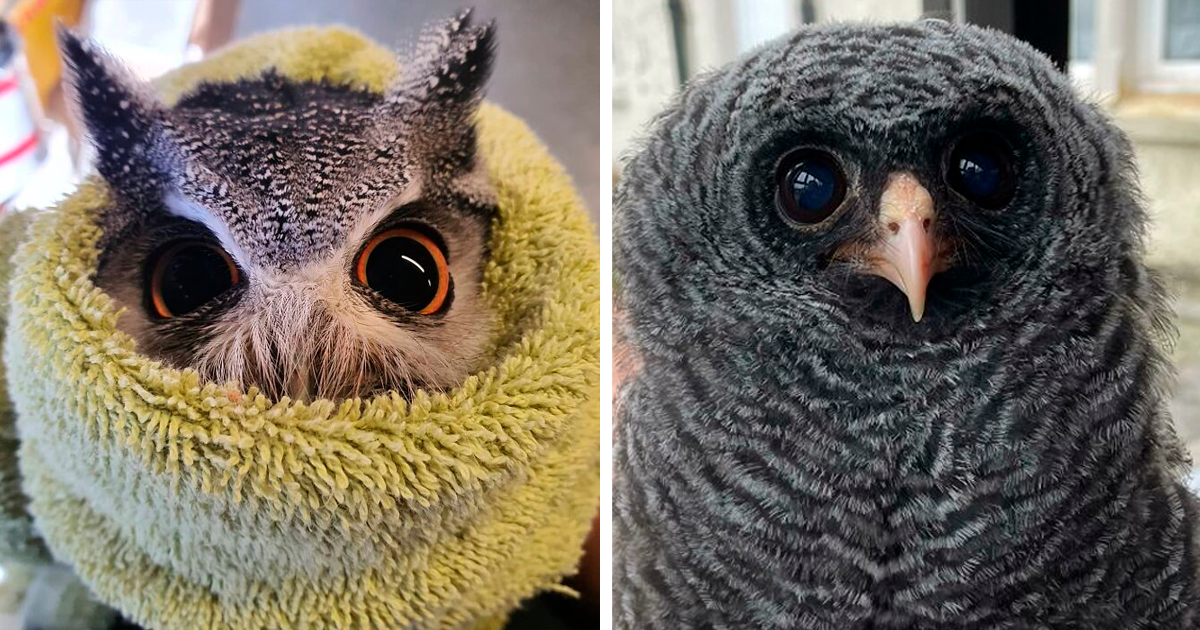 Sad Baby Owl Meme