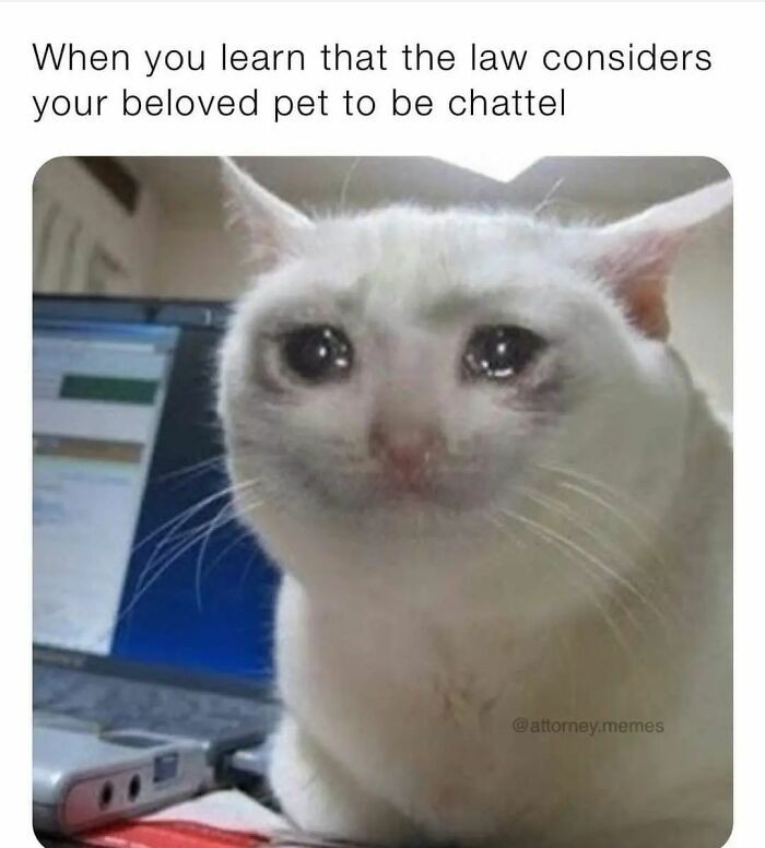 Dank-Law-Memes