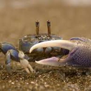 one-arm-crab