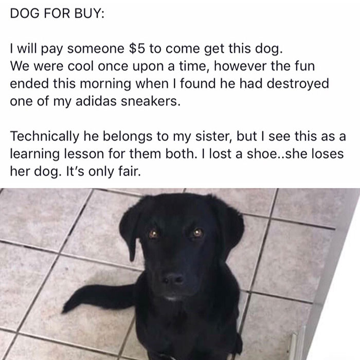 Girl Trying To Get Rid Of Her Sister’s Dog For Chewing Up A Shoe
