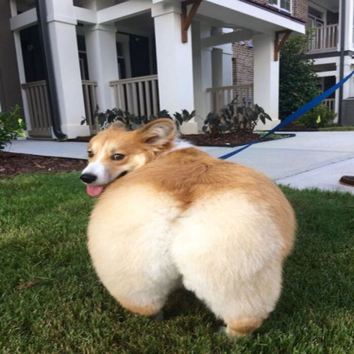 Thicc Boi