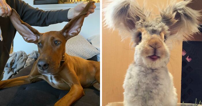 142 Of The Cutest Animals With Big Ears