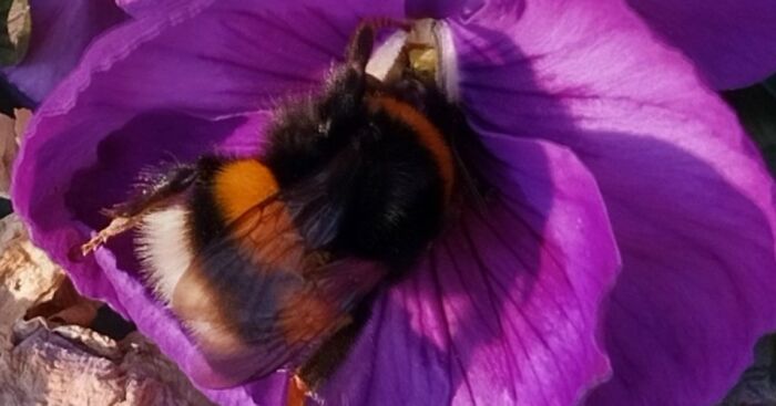 Hey Pandas, Can You Spot The First Signs Of Spring?