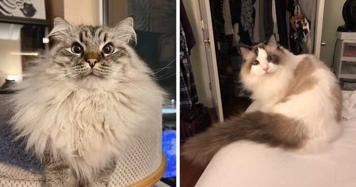 Hey Pandas, Show Us How Fluffy Your Cats Are? (Closed)