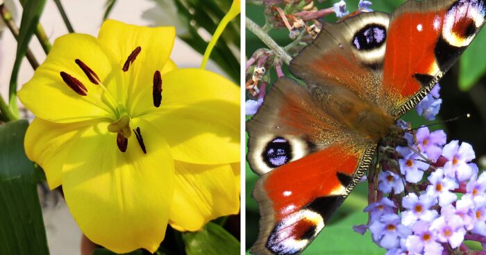 Hey Pandas, Show Me Your Most Impressive Pictures (Closed)