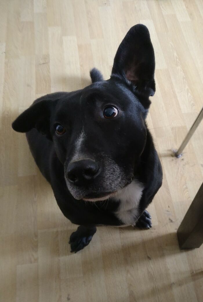 Fuego: Waited 4.5 Years For His Forever Home. Here He Is, 2.5 Years Later. And Yes- There Is A Treat In My Hand