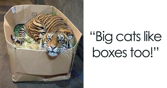 50 Unforgettable Moments Captured When Animals Did Something Hilariously Silly (New Pics)