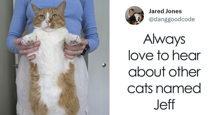 50 Hilarious Cat Names That Crack Vets Up Every Time