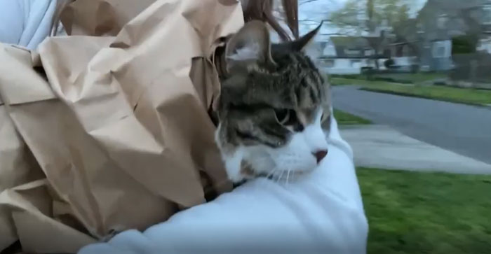 He Likes To Be Carried Around In A Paper Bag In The House So I Thought I'd Try It Outside. He Didn't Try To Jump Out And Just Relaxed, Enjoying The Sights. I've Become That Eccentric Neighbor Who Walks The Streets Clutching Her Cat In A Paper Bag