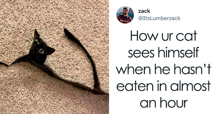 50 Of The Most Hilarious Cat Tweets Ever (New Pics)