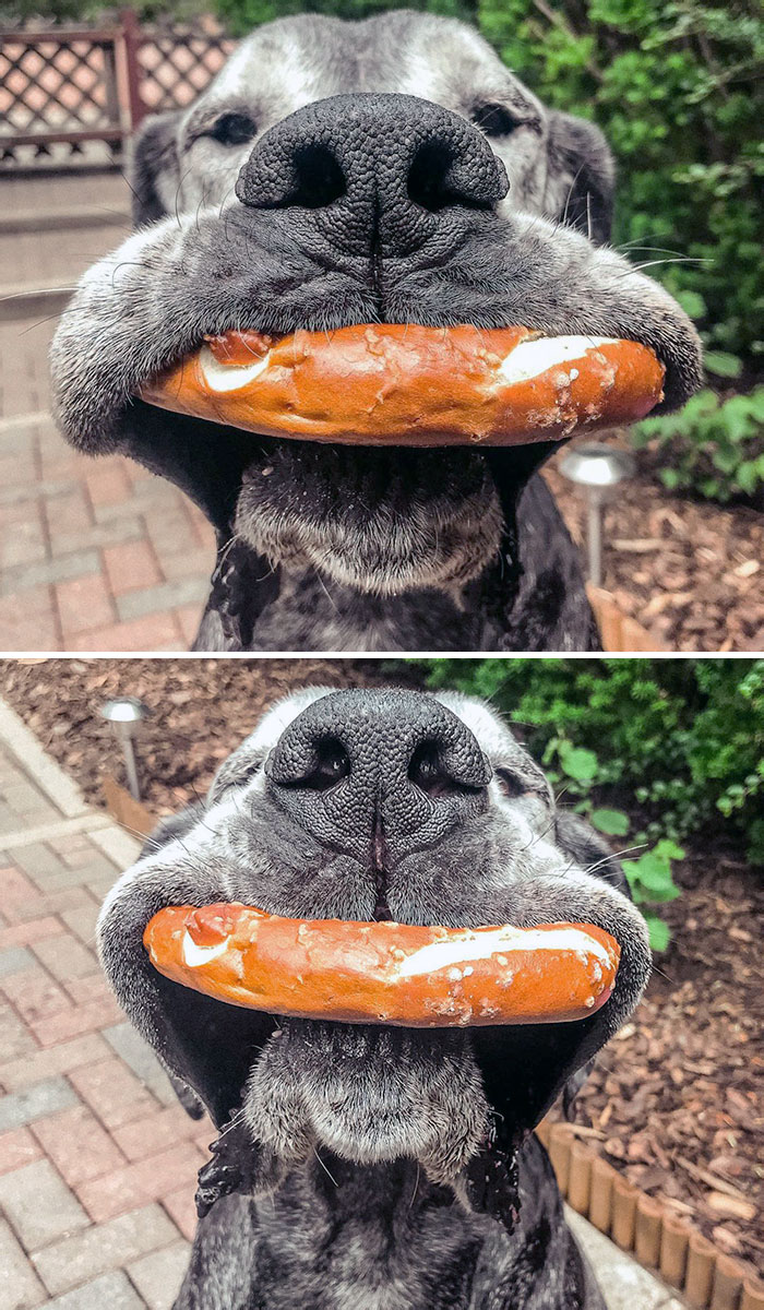 50 Funny Pics Of Great Danes With No Regard For Their Size New Pics 