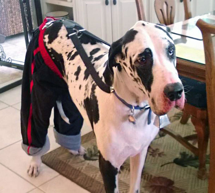 My In-Law's Great Dane Got Hot Spots From Licking His Legs, This Was Their Solution