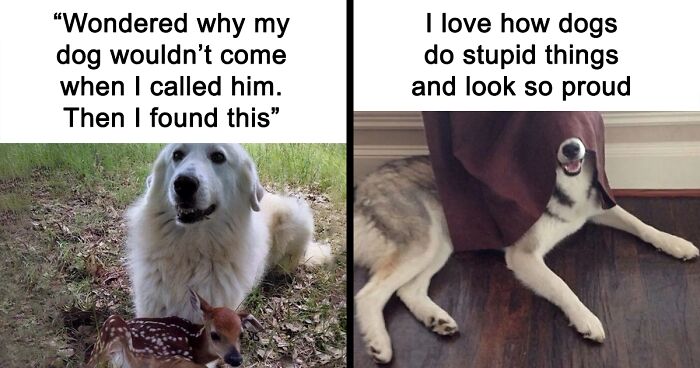 This Instagram Page Shares Memes That Dog Owners Might Find Amusingly Accurate (85 Pics)