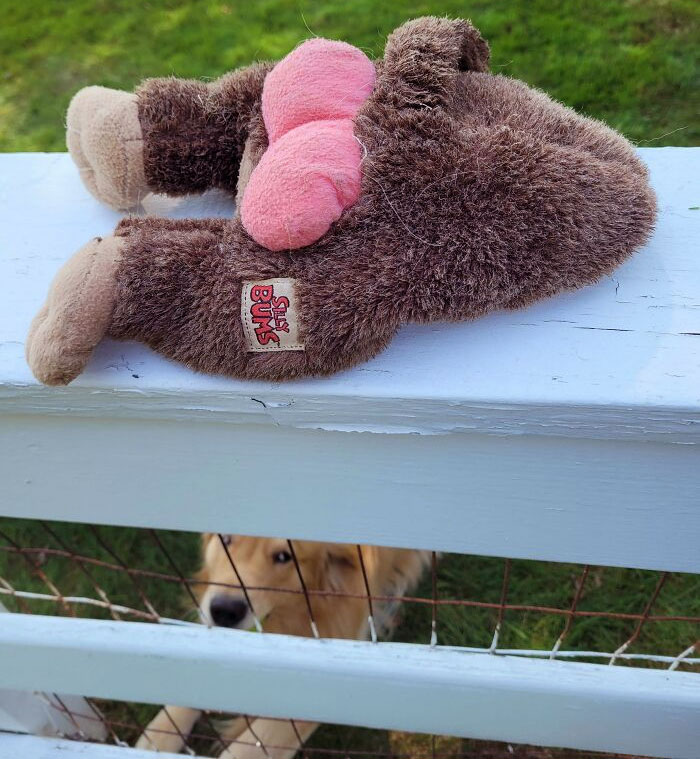 I Went To The Fence To See My Neighbors' Dog. He Brought Me This. His Human Calls It "Sweetcheeks"