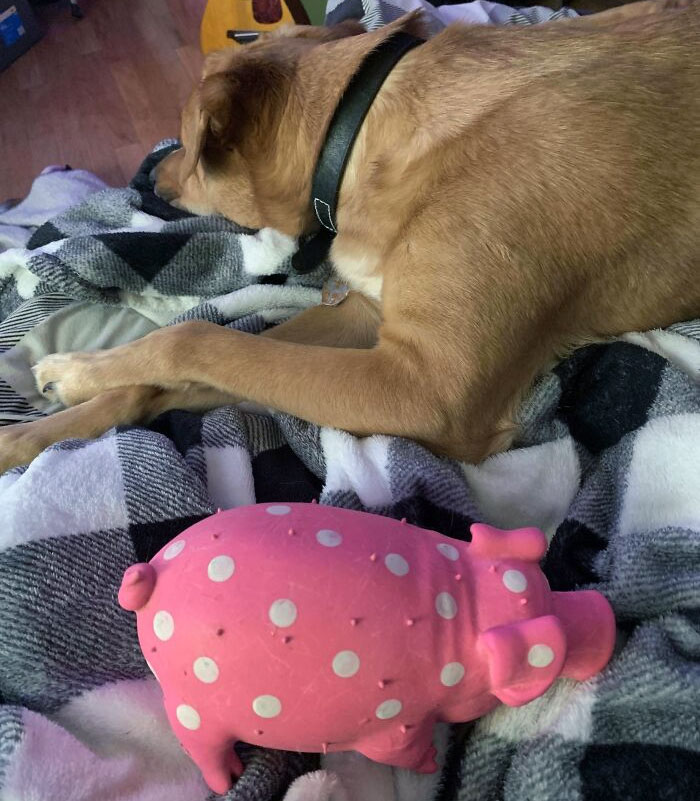 Whenever I'm Crying Or Upset, My Dog Brings Me One Of Her Toys And Lays Down With Me. Always Cheers Me Up