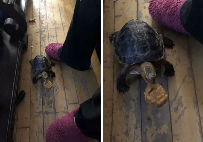 Mis padres tienen una tortuga como mascota y se pasea por la casa. Hoy ha encontrado un nugget debajo del sofá y la trajo como regalo 