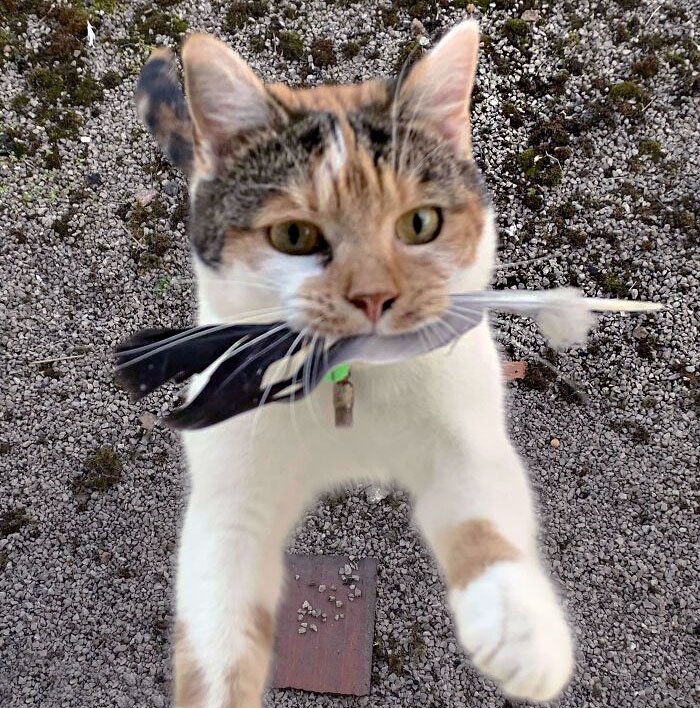 Tomé una foto de mi gata mientras saltaba con su pluma. Las trae a casa varias veces al día 