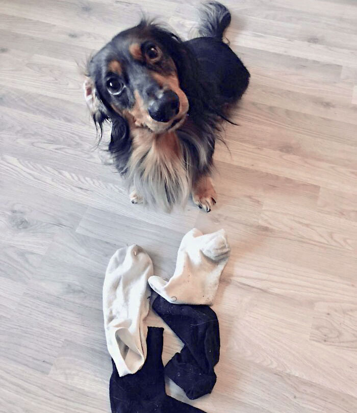 A mi perro le gusta traerme calcetines cada vez que vuelvo del trabajo. Hoy me trajo 4, qué buen chico 