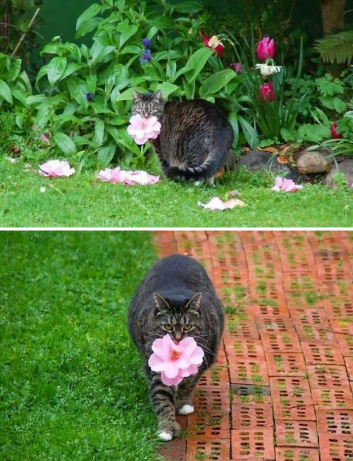 Esta gatita espera a que caigan las flores y selecciona cuidadosamente las mejores para regalárselas a su dueña 
