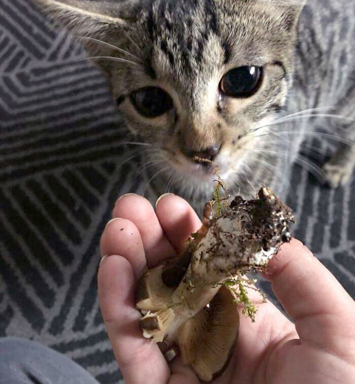 El gato de un amigo le trae hongos todos los días. Ni ratones, ni insectos, solo hongos 
