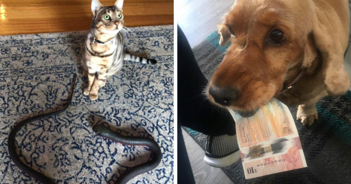50 Pets Surprising Their Owners With Gifts They Didn’t Ask For (New Pics)
