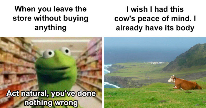 Meme collage showing introvert humor with Kermit acting natural in a store and a peaceful cow in a green field.