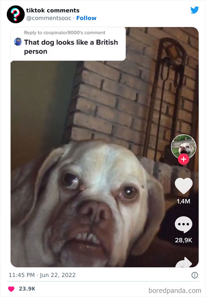 Good funny Profile Pictures for TikTok