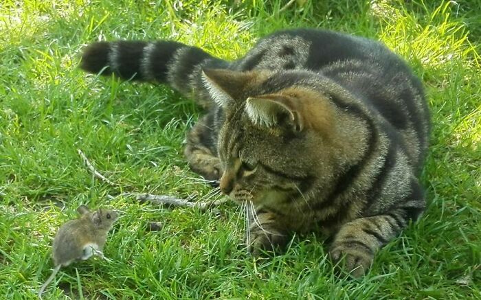 Just My Cat Chilling With A Mouse