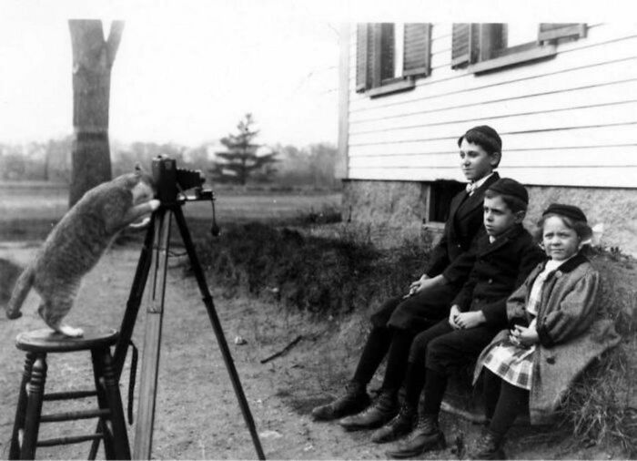 This Photograph Was Taken In November 1909. It Shows Three Members Of The Payro Family Being “Photographed” By Their Cat: Edmund, Age 12, Ernest, Age 8, And Cecilia, Age 5