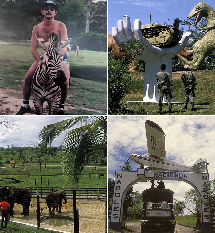 In The Early 1980s, Infamous Drug Lord Pablo Escobar Created A Family Zoo Full Of Exotic Animals In Colombia