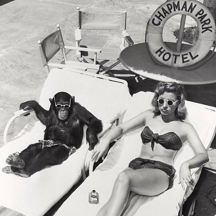 Sunbathing Like A Chimp, 1949