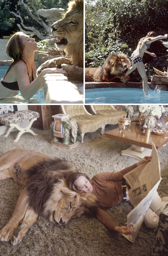 La actriz Tippi Hedren confesaría más tarde que fue "una estupidez increíble" tratar a una bestia de 180 kilos como a una mascota doméstica en su casa de La en los años 70