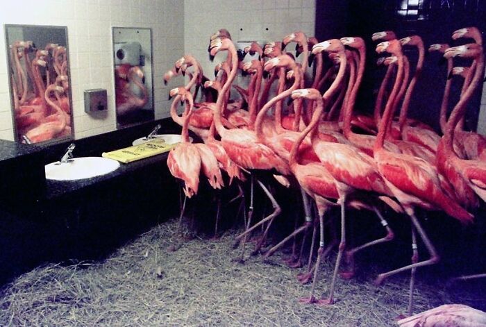 The Miami Zoo Put 30 Flamingos In The Bathroom To Protect Them From Hurricane Andrew In 1992