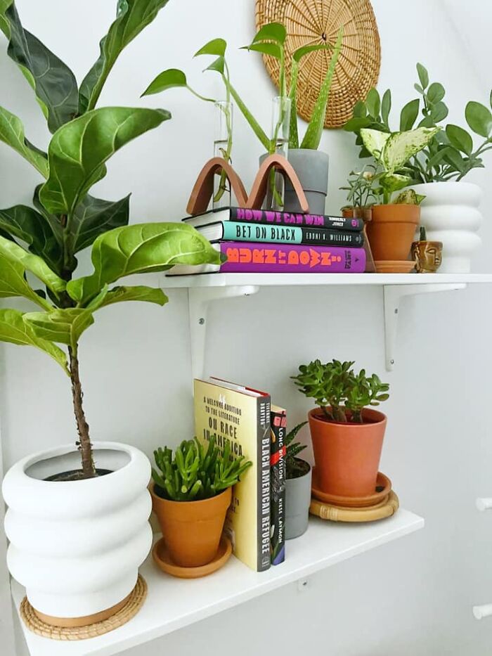 These $5 IKEA Shelves (With Brackets) Are Exactly What I Needed To Organize My Smaller Plants