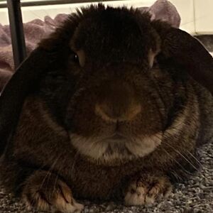 olivialeighhuntley avatar