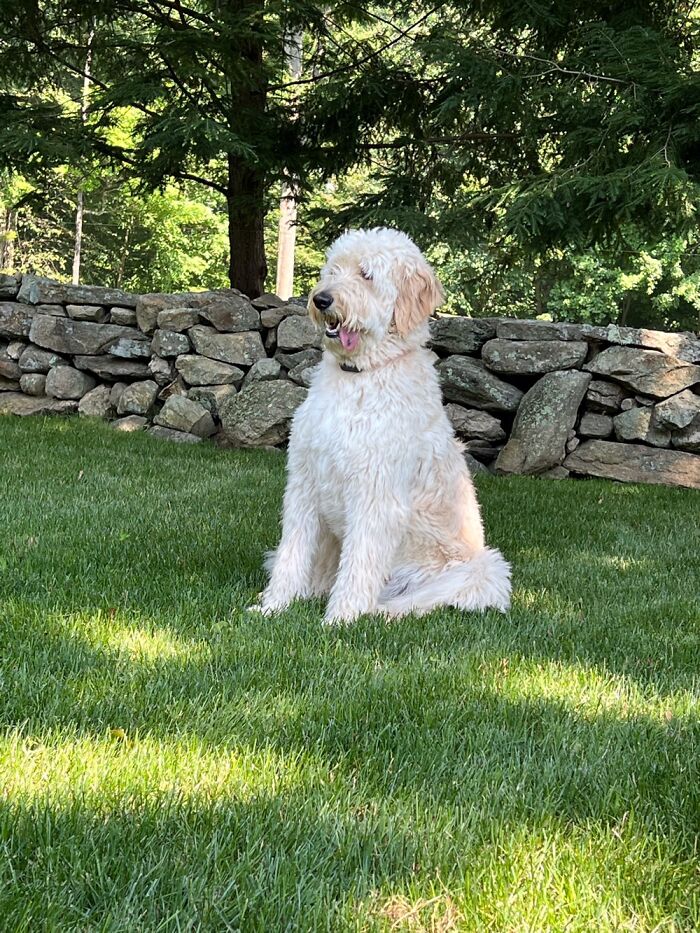 My Dog, Tucker. Goldendoodle, 2 Years Old