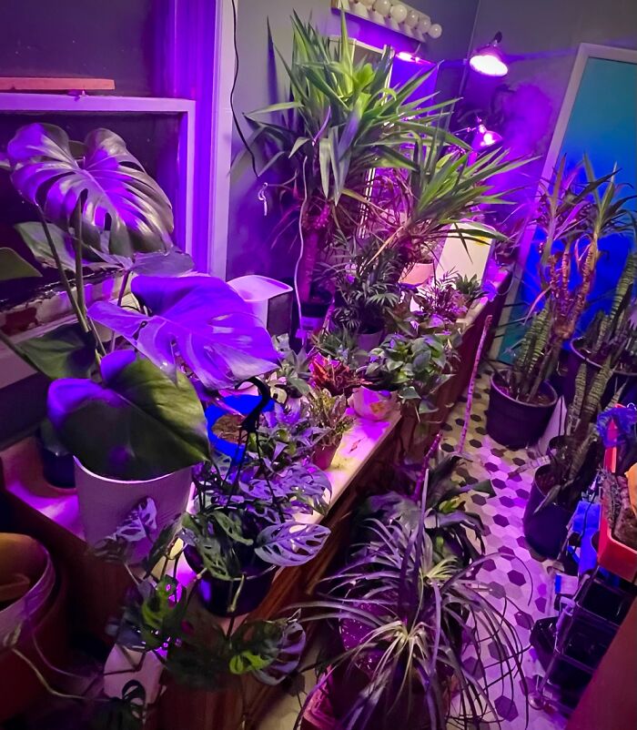 Winter Jungle! I Only Buy Sick/Dying Plants. So Some May Look Rough Now But Not For Long!
