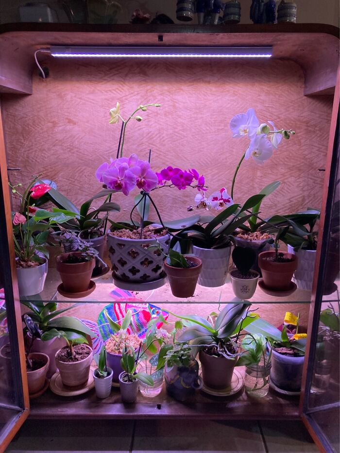 Small Orchid Collection. Makes Me Happy