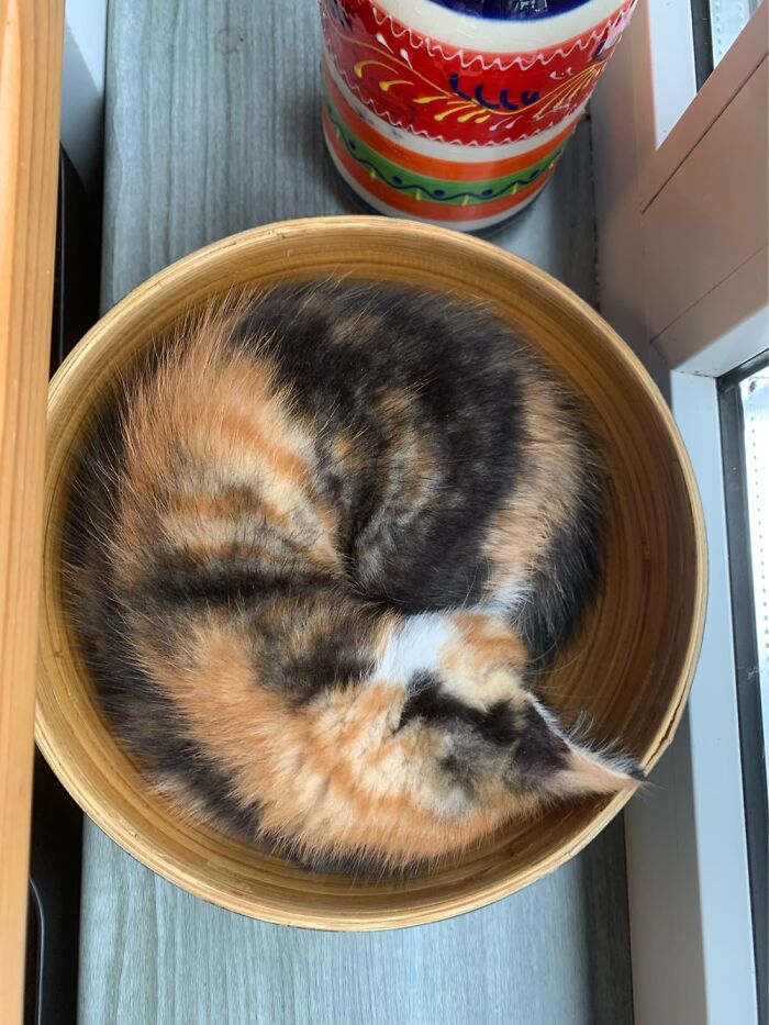 Bowl Of Cat