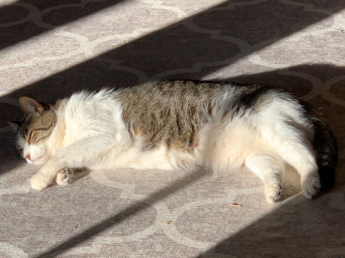 This Sun Bath Is Cat Approved