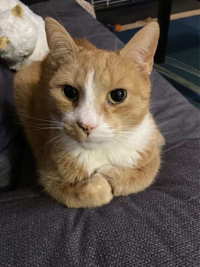 One Of My Cats Just Can’t Sit Like A Normal Cat-Loaf. Never Bends His Paws Like Other Cats