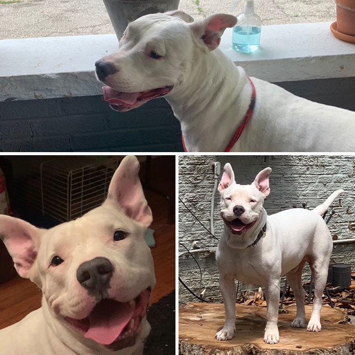 My Bff Wrangled Him After Being Chased By Aggressive Dogs. 1.5yrs Later And He Is All Smiles