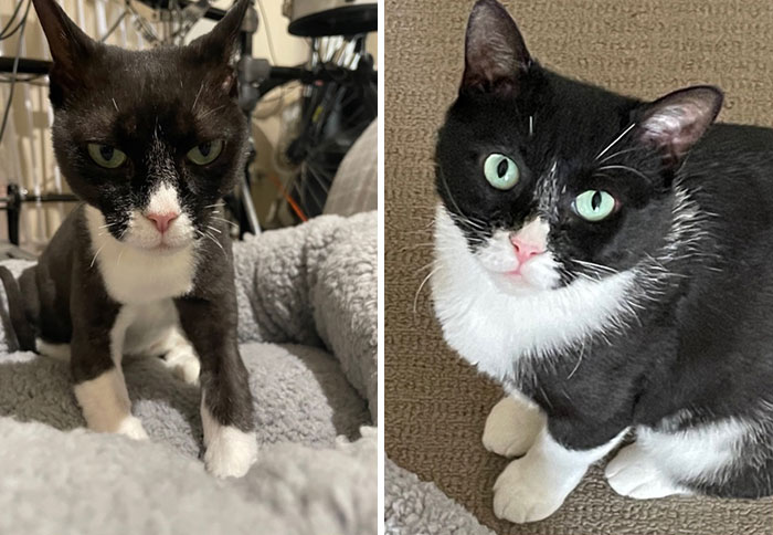 Had To Be Shaved At The Shelter Due To Having So Many Tics And Now A Couple Of Months Later!