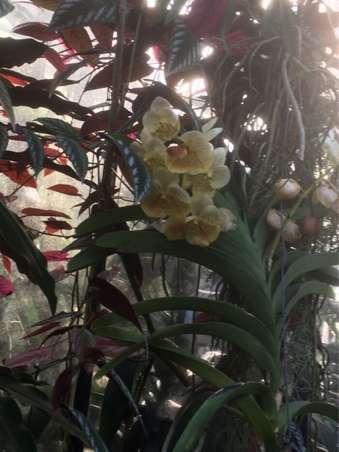 Orchid Festival At Kew Gardens, 2023 (15 Pics)