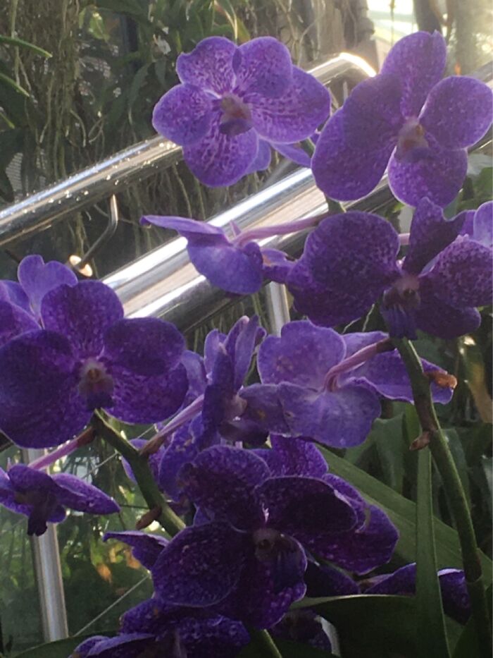 Orchid Festival At Kew Gardens, 2023 (15 Pics)