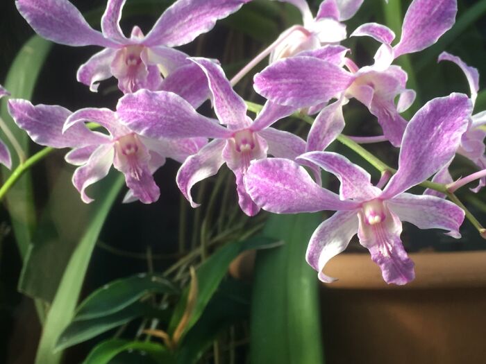 Orchid Festival At Kew Gardens, 2023 (15 Pics)